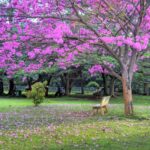 Cubbon Park: The Best Place in Bangalore for Nature, History, and Relaxation