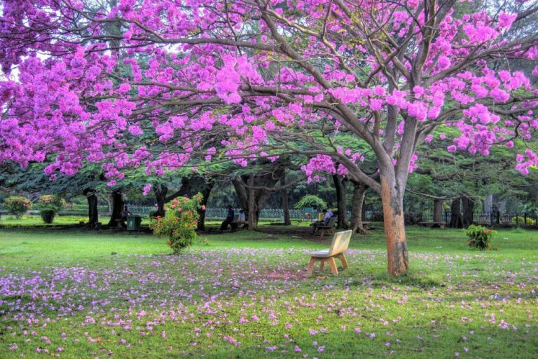 Best Place in Bangalore